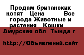 Продам британских котят › Цена ­ 500 - Все города Животные и растения » Кошки   . Амурская обл.,Тында г.